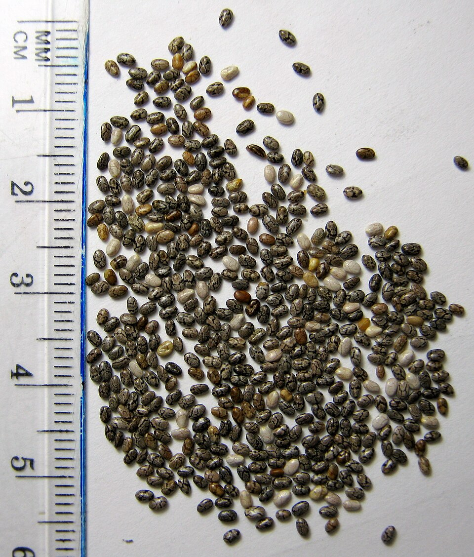 Semi di chia